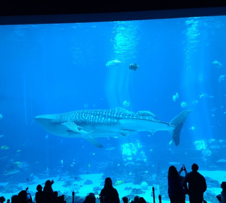 Georgia Aquarium (Atlanta,&nbspGA)